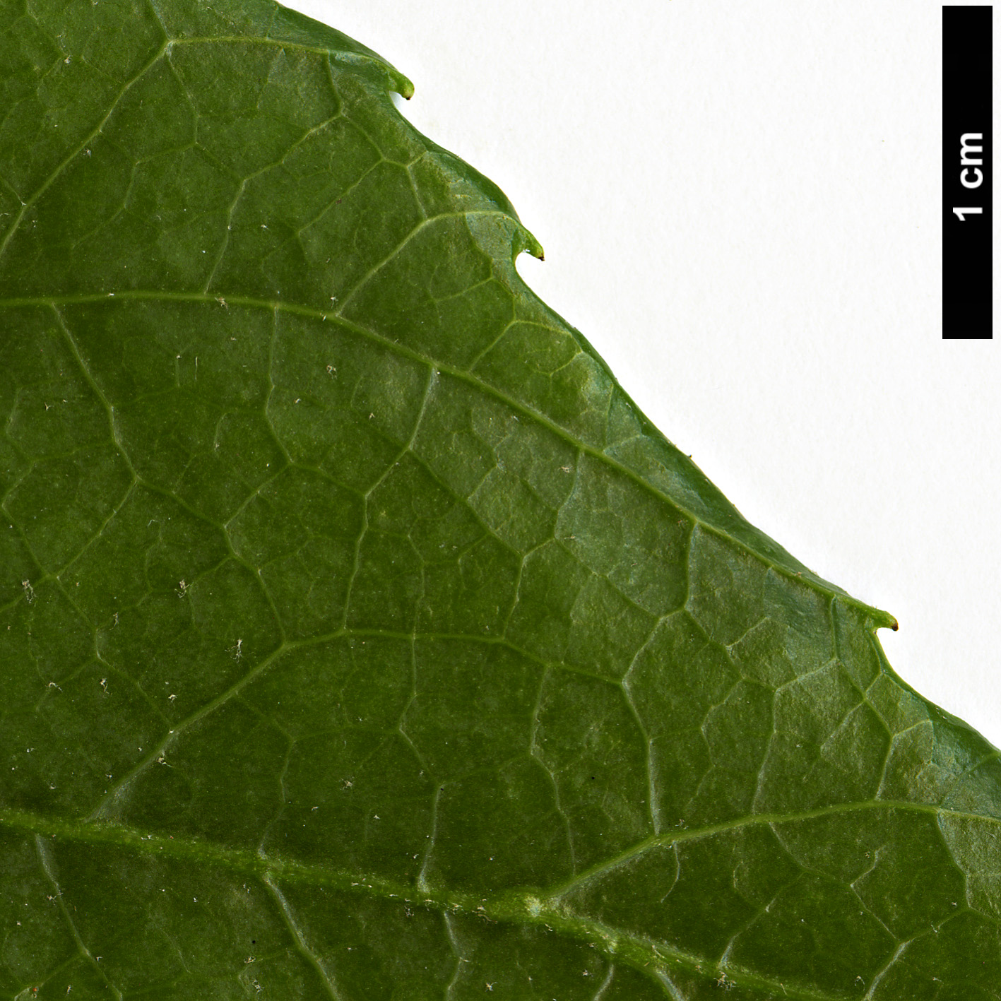 High resolution image: Family: Araliaceae - Genus: Fatsia - Taxon: polycarpa